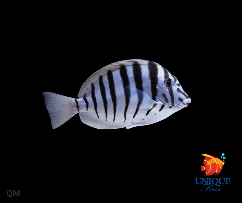 Zebra Polyzona Tang