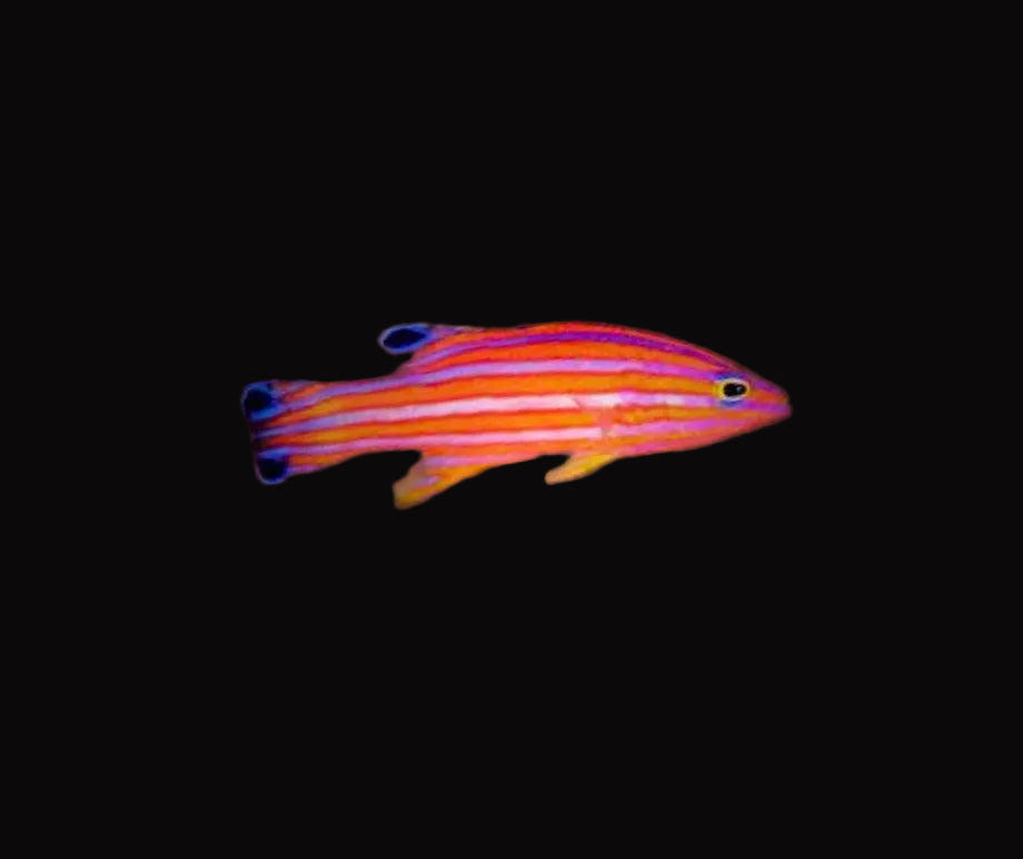 Candy Basslet (Liopropoma carmabi)