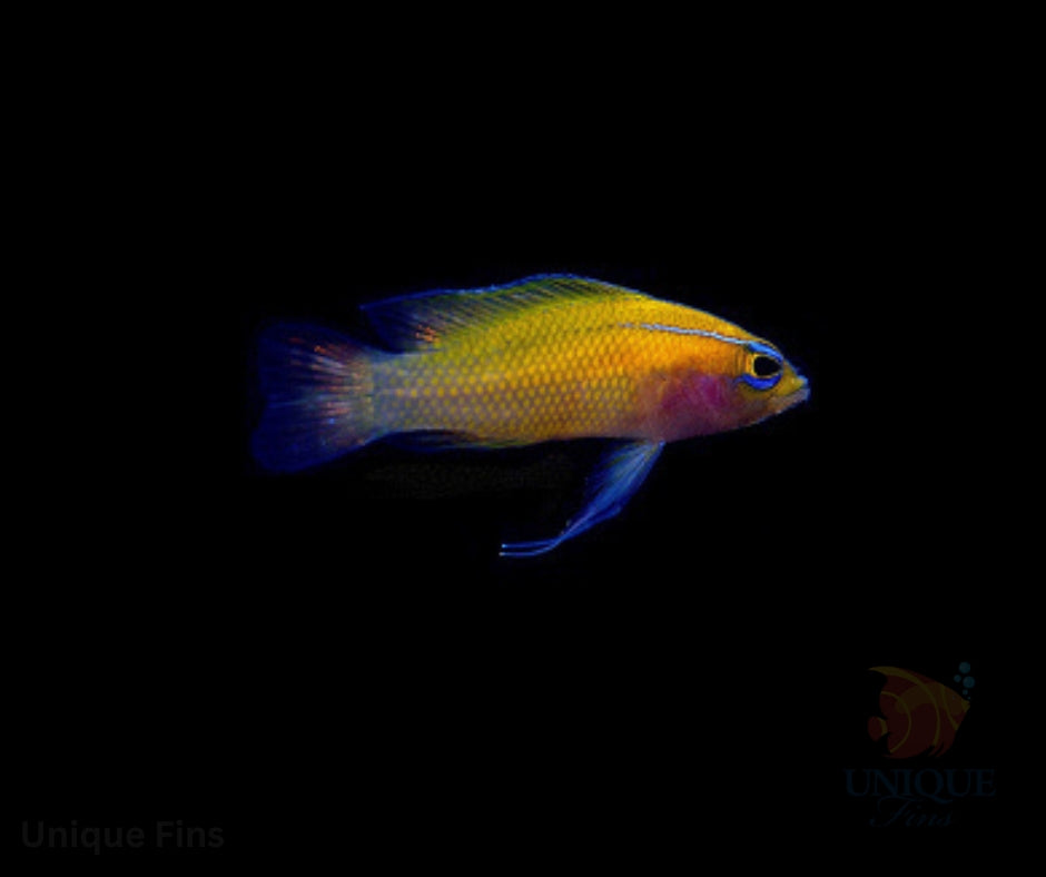 Threeline Basslet