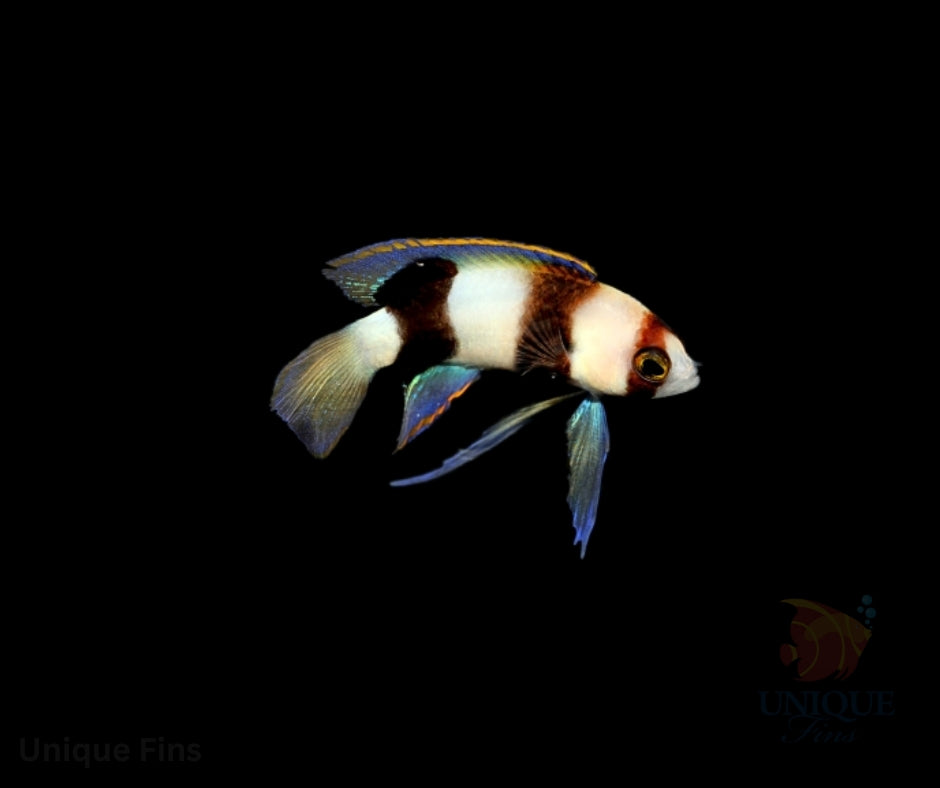 Banded Basslet