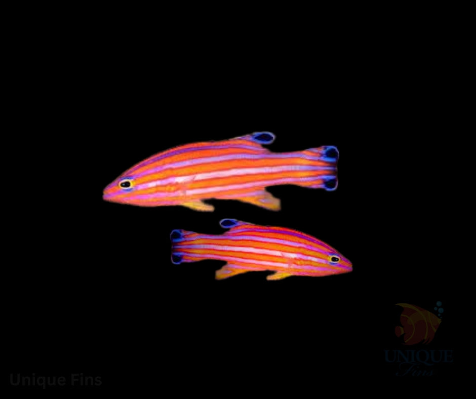 Candy Basslet MATED PAIR