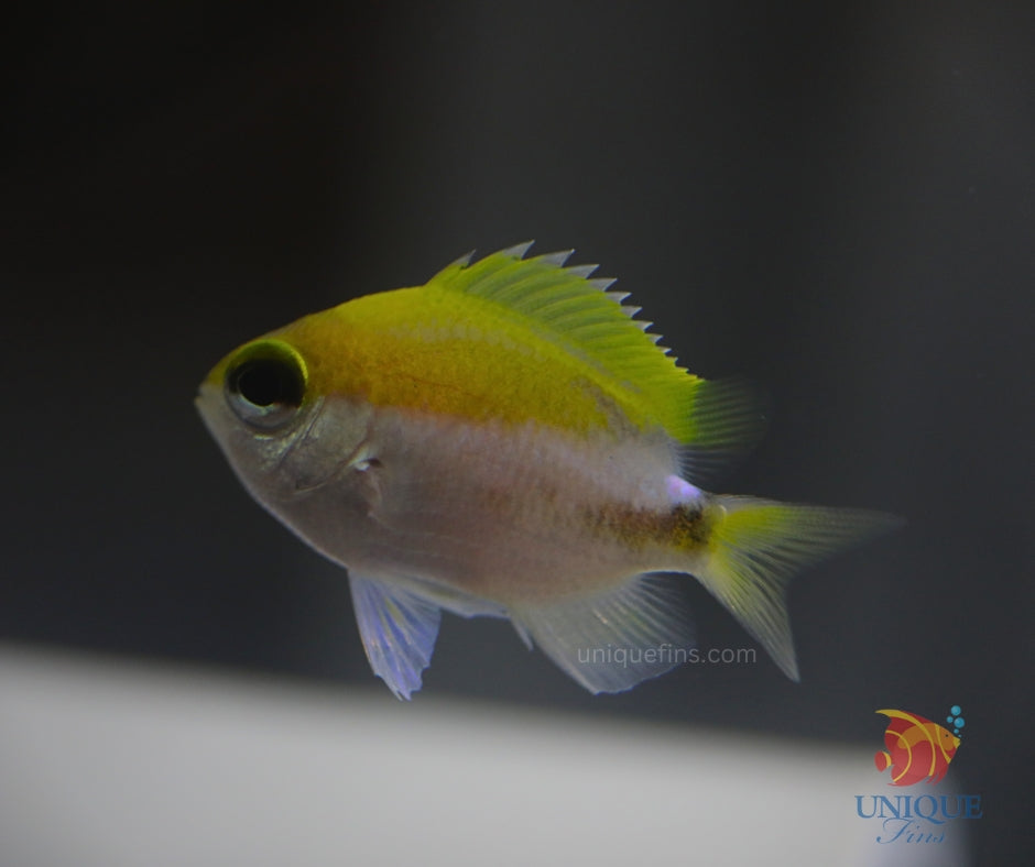 First Okinawa Chromis in the USA @ Unique Fins