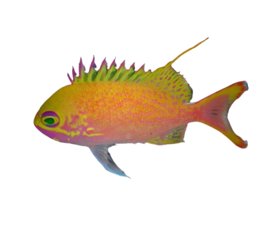 Anthias Fish for Sale - Exotic Shoal – Unique Fins