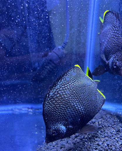 Wrought-Iron Butterflyfish