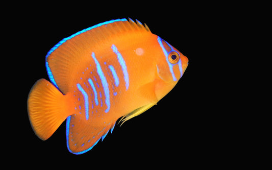 Clarion Angelfish (CB)