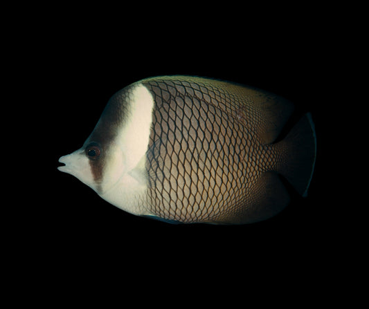 Oman Butterflyfish