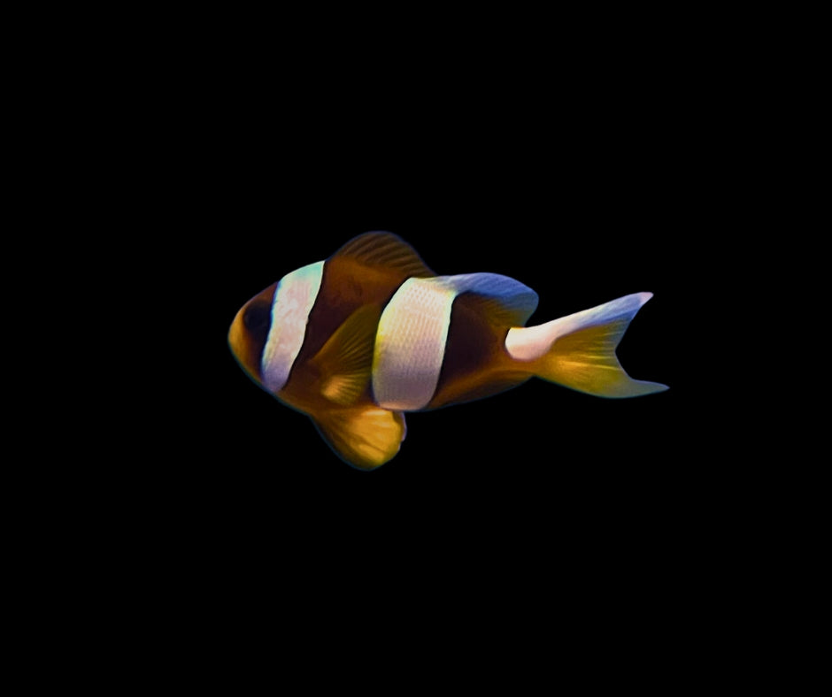 Madagascar Whitemargin Clownfish