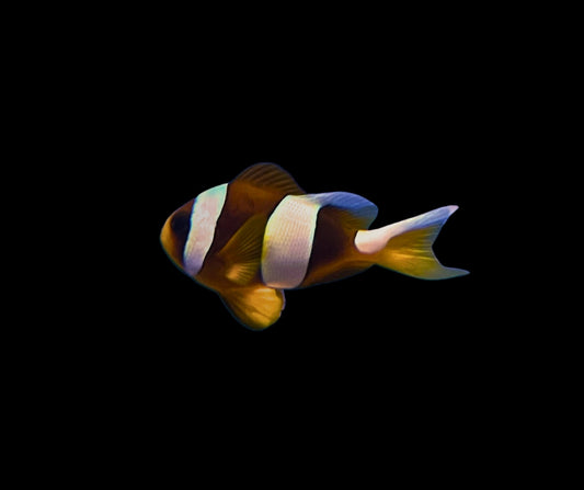 Madagascar Whitemargin Clownfish