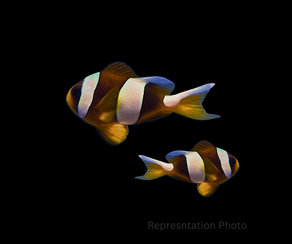 Madagascar Whitemargin Clownfish Pair