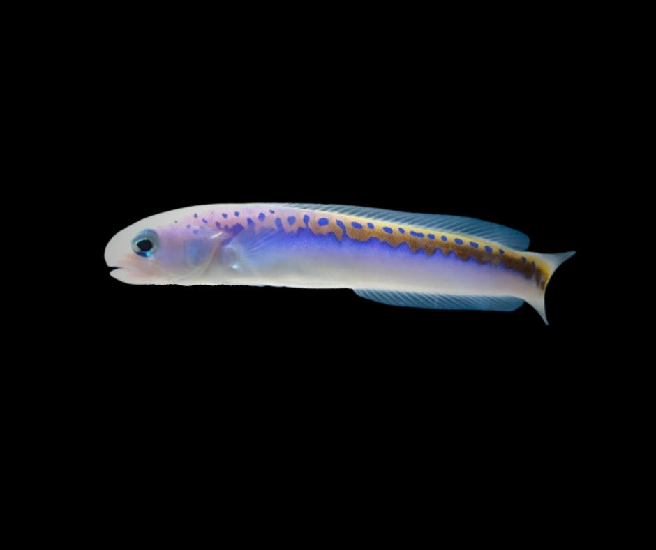 Oreni Tilefish (Hoplolatilus oreni) for Sale - Unique Fins