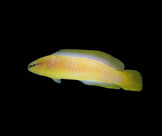 Oman White-Nosed Dottyback