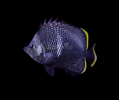 Wrought-Iron Butterflyfish