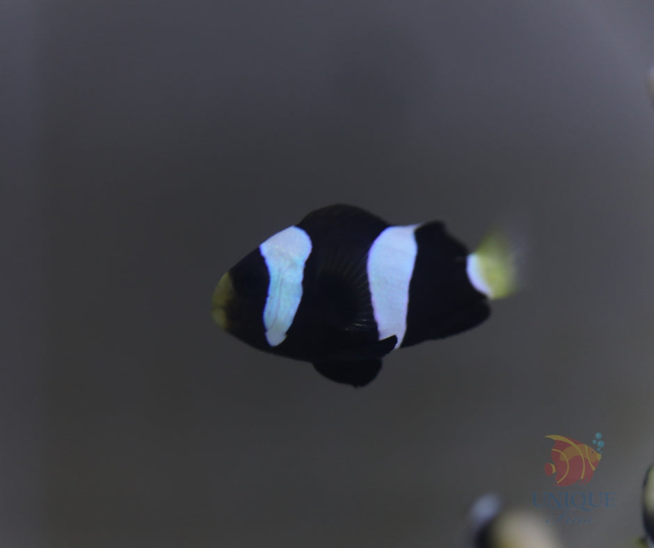 Australian A. Milii Clownfish