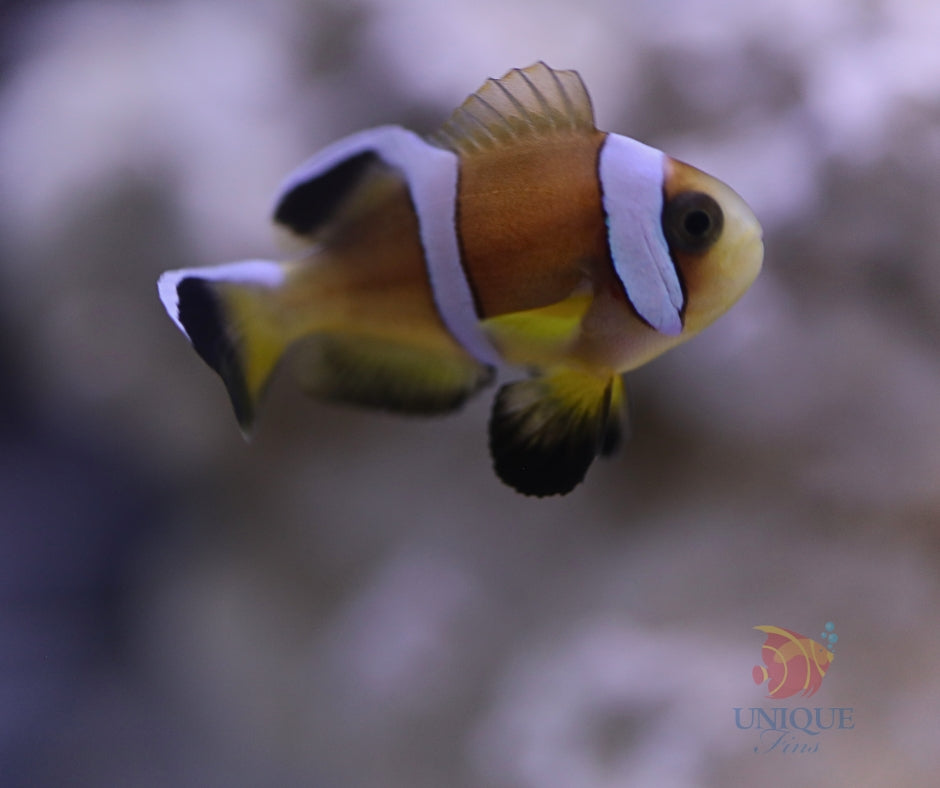 Oman Clownfish
