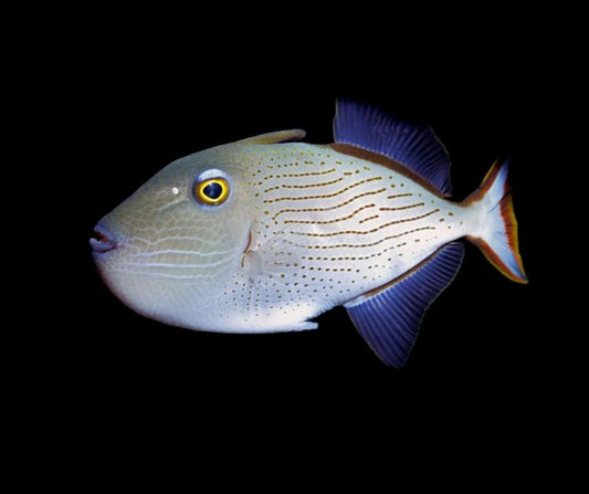 Line-spot Triggerfish