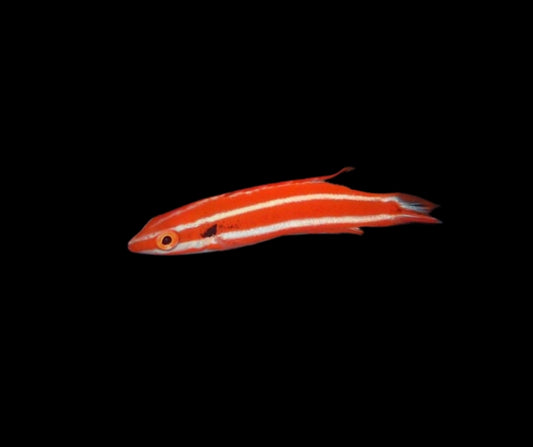 Neopercularis Peppermint Hogfish