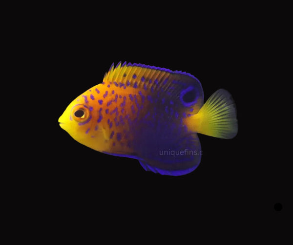 Japanese Interruptus Angelfish WILD for Sale - Unique Fins