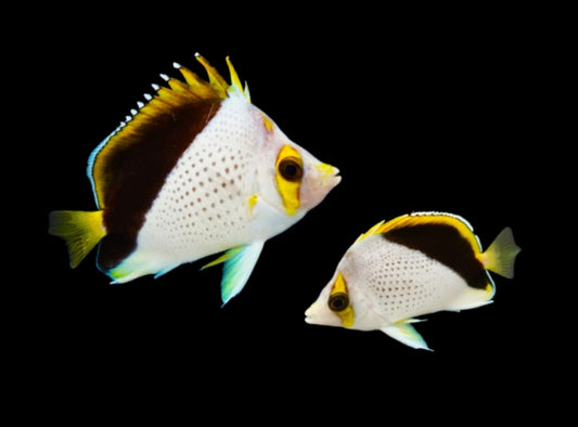 Declivis butterflyfish MATED PAIR