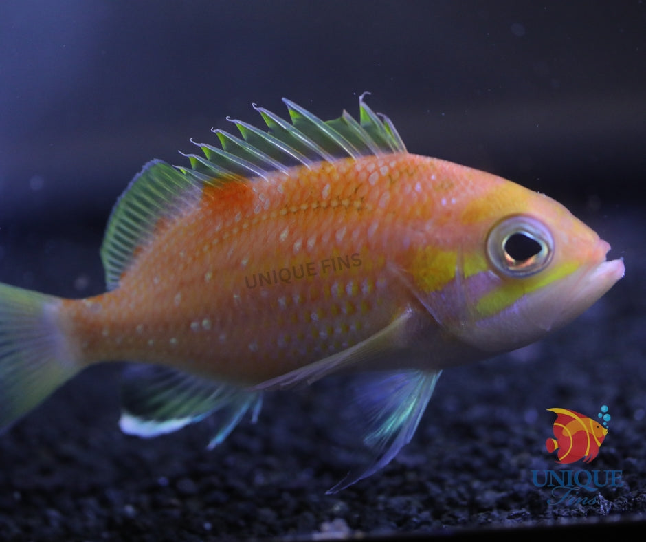 Pearl Spotted Anthias