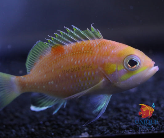 Pearl Spotted Anthias