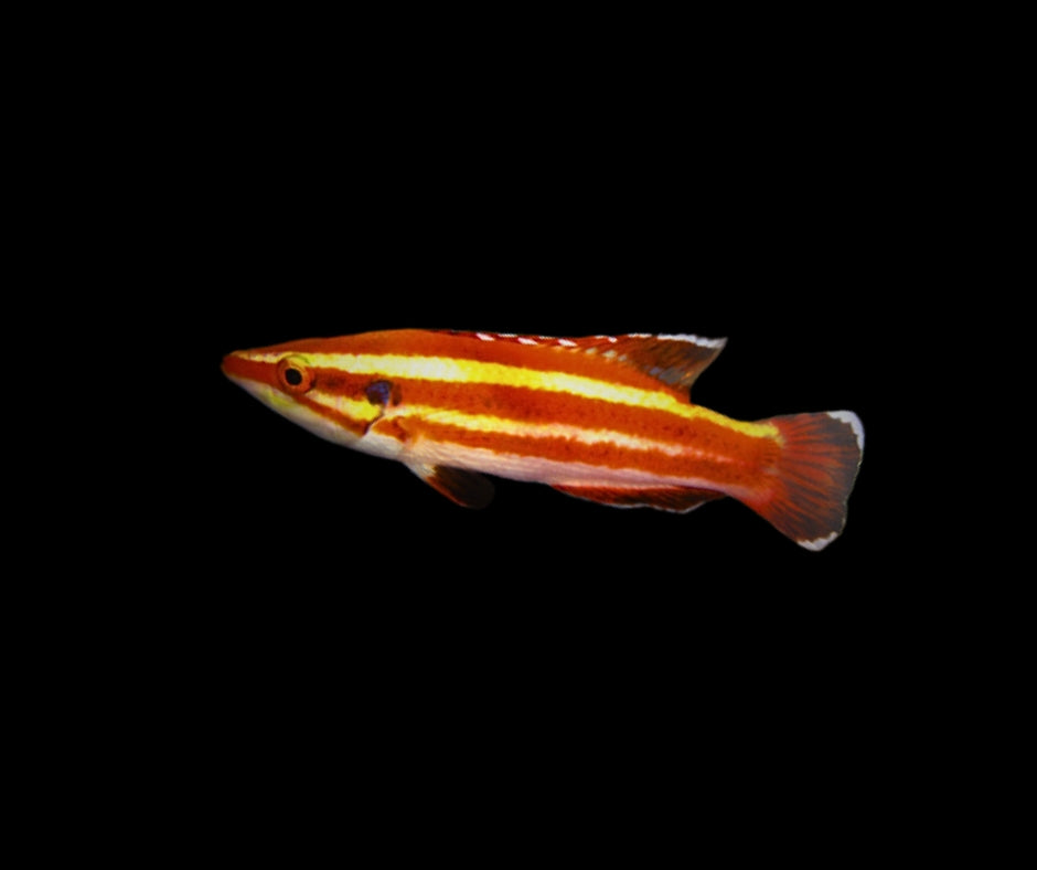 Masudai Hogfish