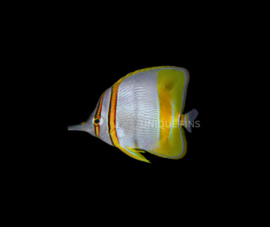 Marginalis Butterflyfish